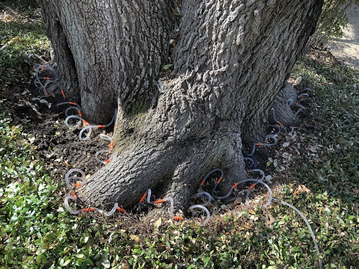 Detailed Tree Cabling and Bracing job site in Orcas